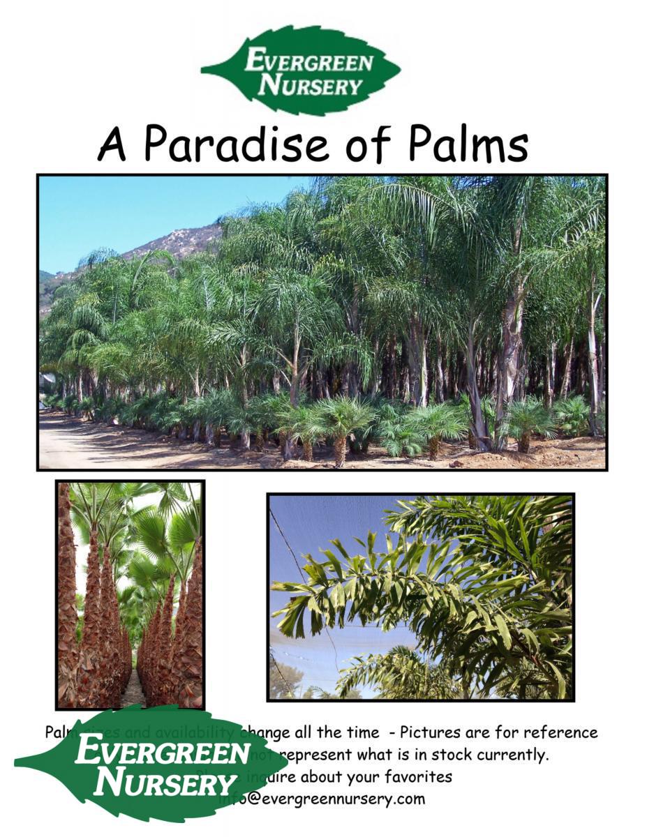 Queen Palm Trees For Sale / Jacksonville Florida Palm Trees For Sale